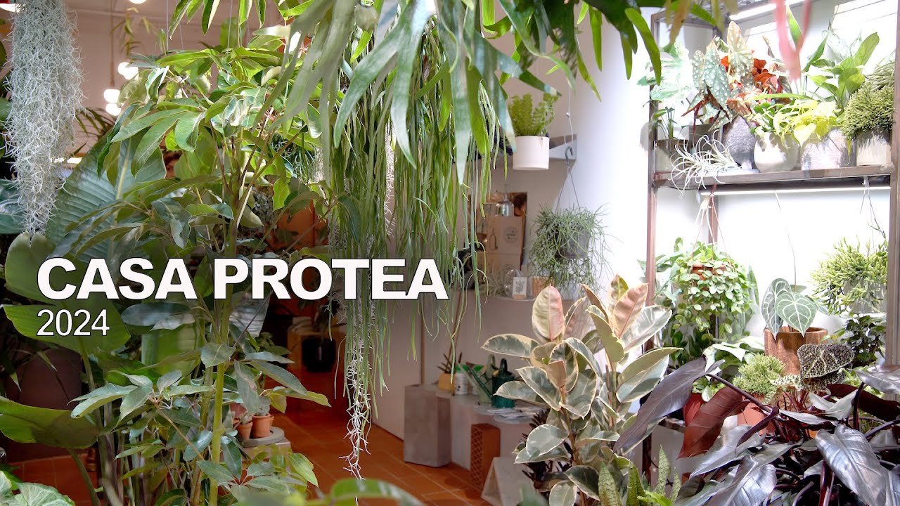 Visitando CASA PROTEA en Barcelona