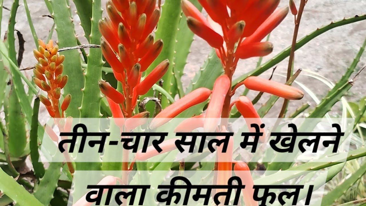 घर में सुख शांति बढ़ाने वाला फूल।lucky flower
