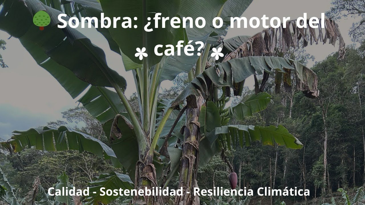 ¿Sombra en el café? Lo que nadie te explica #CaféConHistoria #coffeeorigin 