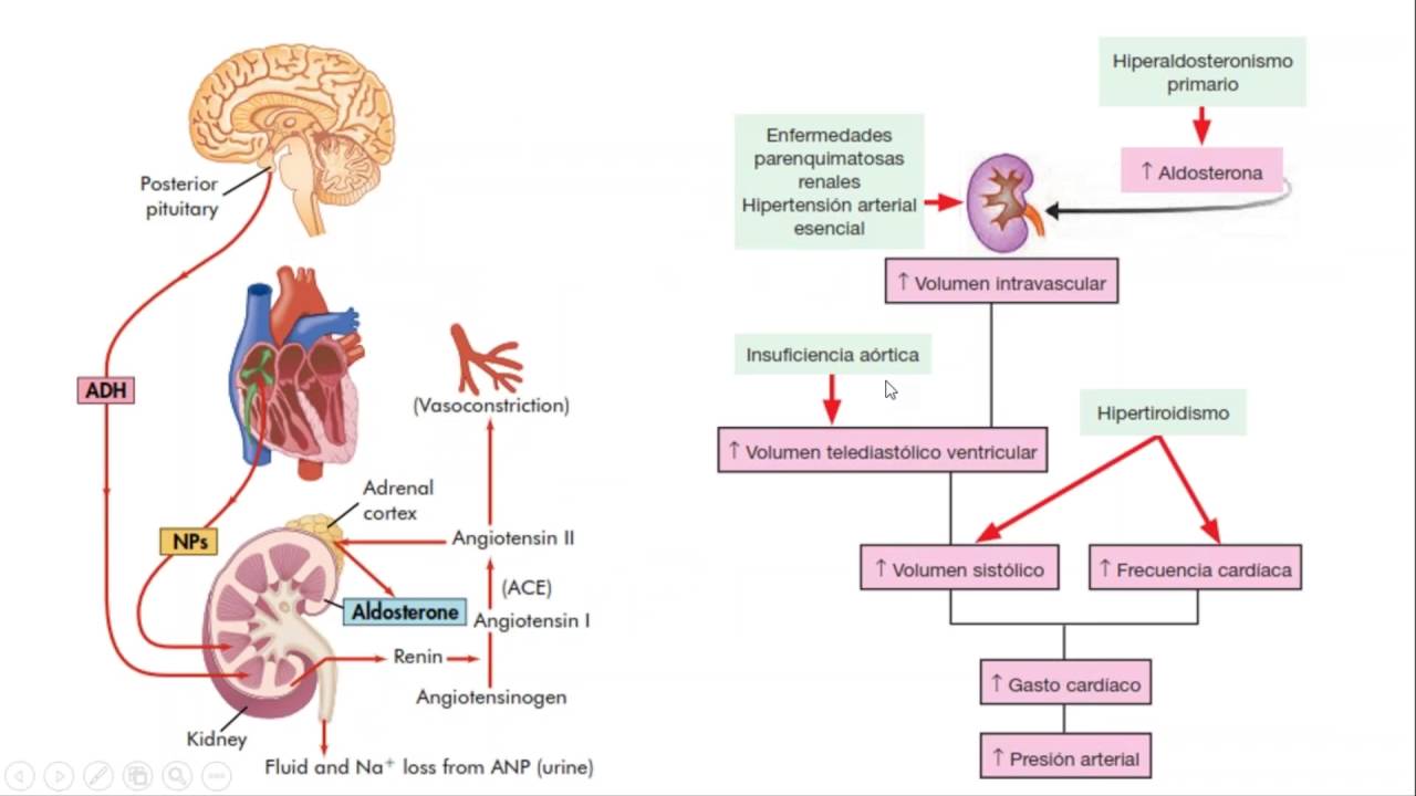 Fisiopatología - Sistema cardiovascular