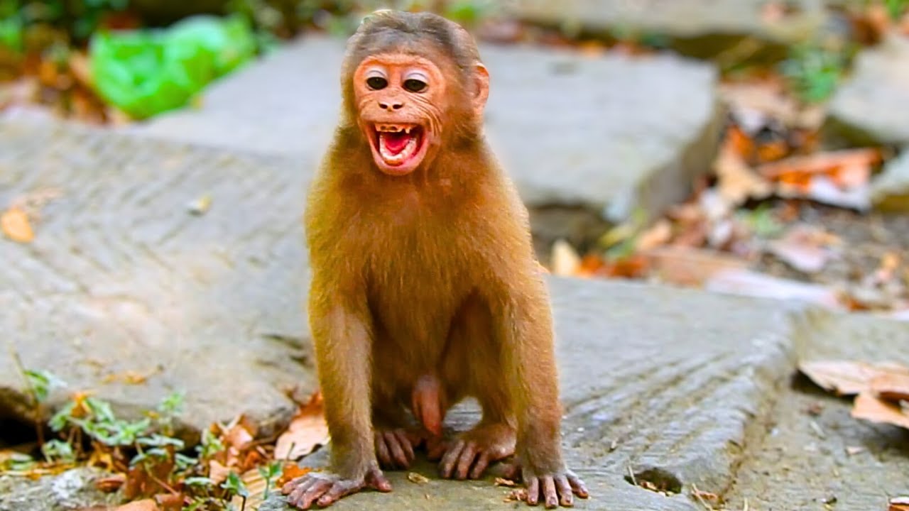 Breaking News!! New Abandoned Monkey, Monkey Baloo