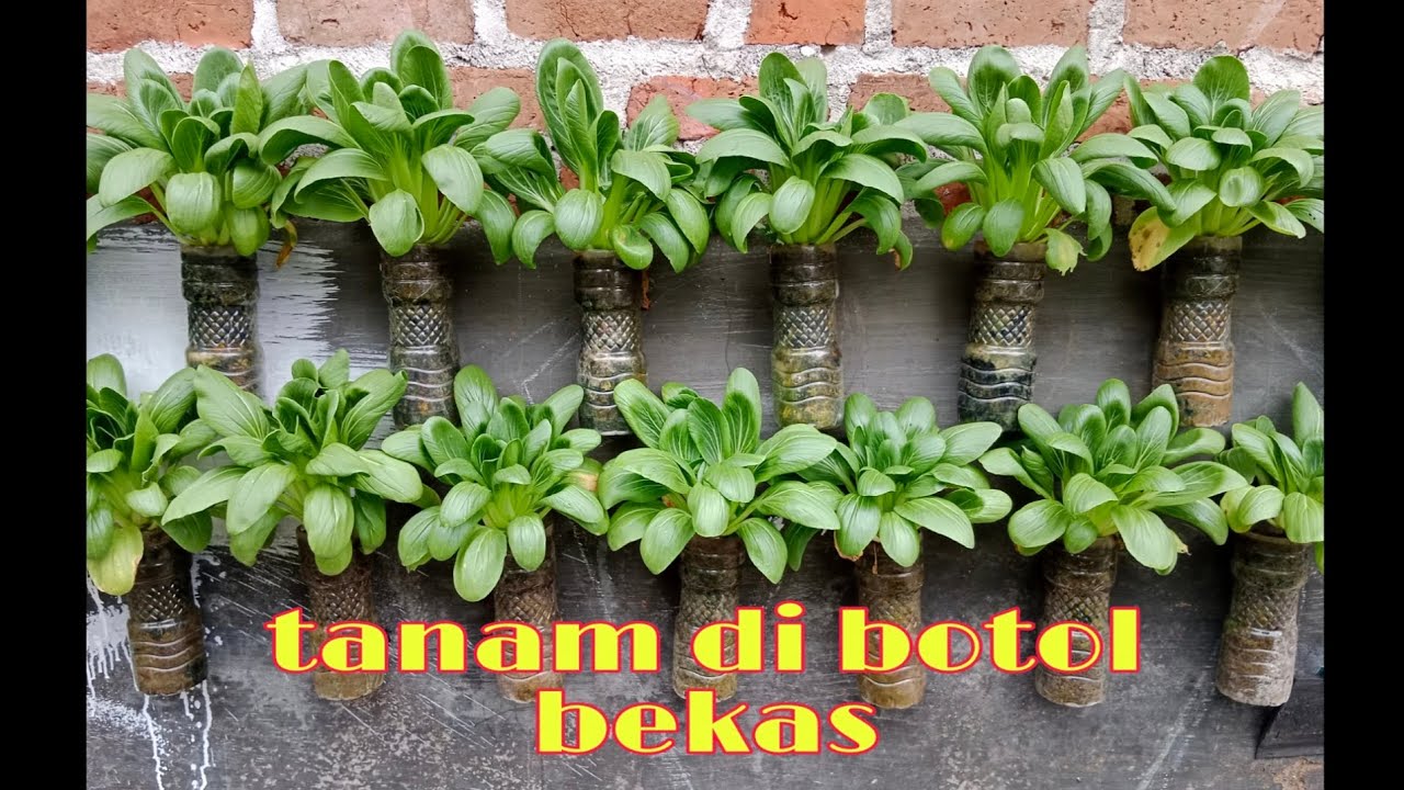cara menanam sawi pakcoy di botol bekas dari biji sampai panen || how to grow pak choi in bottle