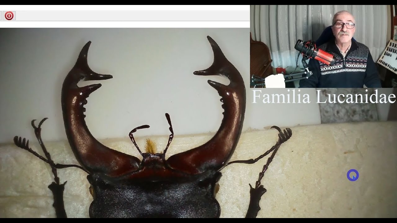 Familia Lucanidae