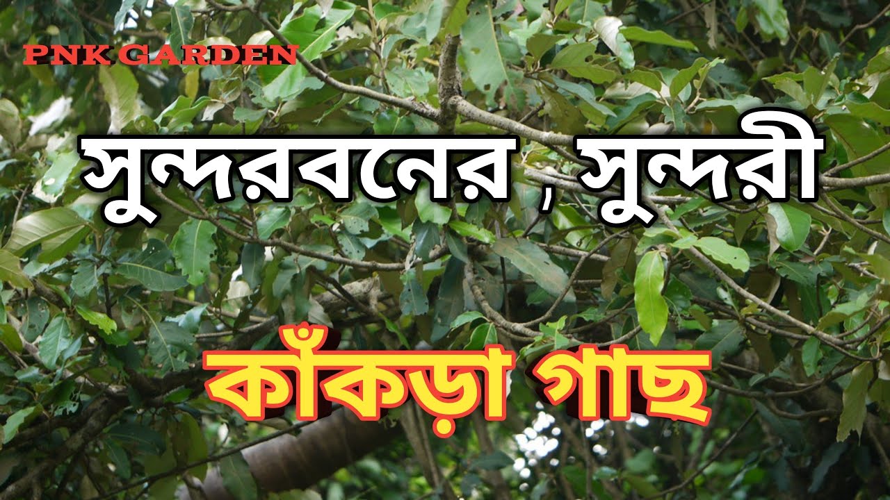 how to identify sundari tree /সুন্দরবনের সুন্দরী,সুন্দরী গাছ ও কাঁকড়া গাছকিভাবে চিনবেন? PNK garden.