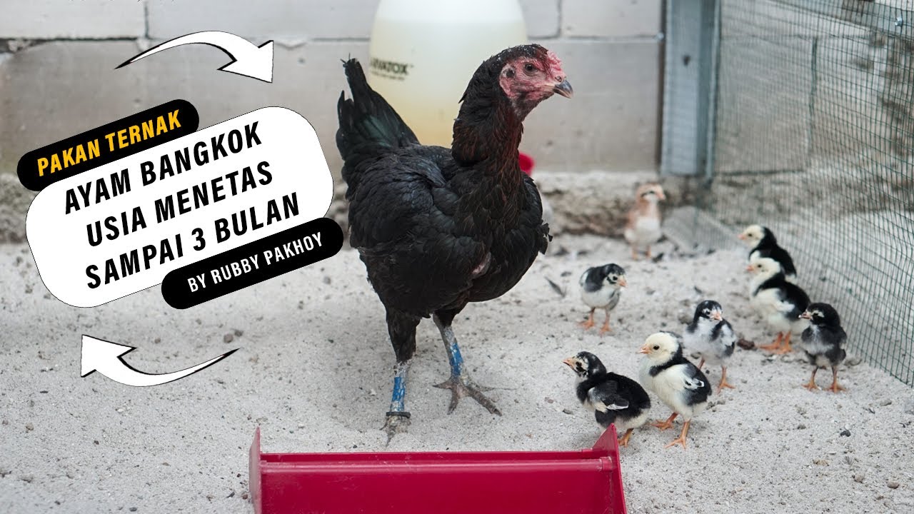 PAKAN AYAM BANGKOK USIA MENETAS SAMPAI 3 BULAN