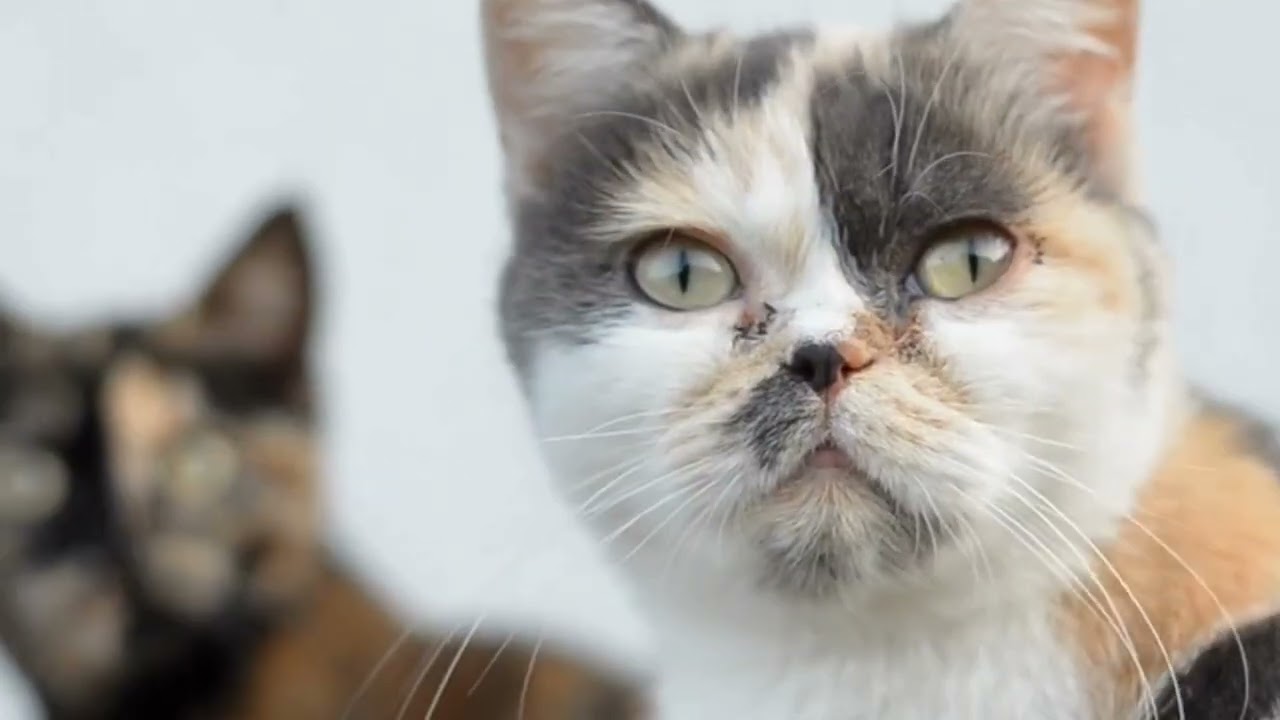 How do cats keep their claws so sharp?