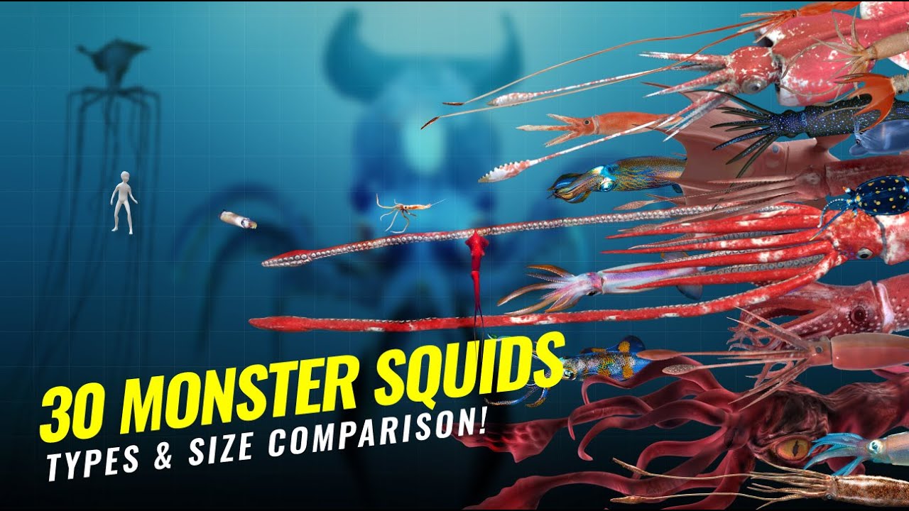 30 MONSTER SQUID SIZE COMPARISON - COLOSSAL SQUID ISN'T THE LARGEST!! 🦑🦑🦑