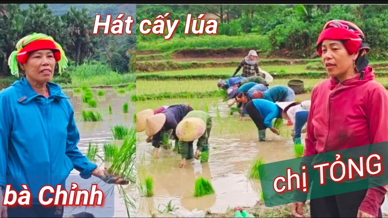 H&aacute;t dao cấy l&uacute;a rất hay chị TỎNG v&agrave; b&agrave; Chỉnh tại ruộng, th&ocirc;n Nậm Mu, T&acirc;n Quang, Tuy&ecirc;n Quang.