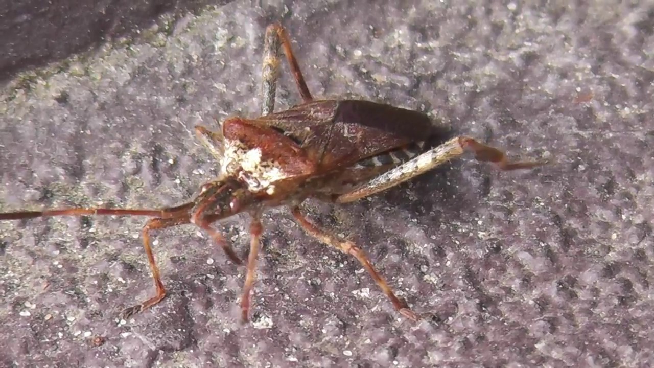 Steckbrief - Amerikanische Kiefernwanze - Leptoglossus occidentalis
