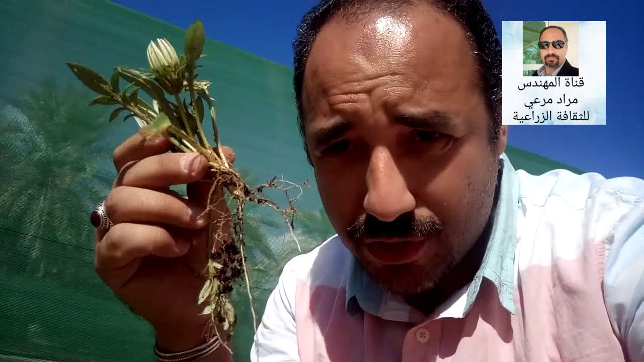 جازانيا  طرق تكاثر والتسميد والرى والرعاية Gazania حلقة 126