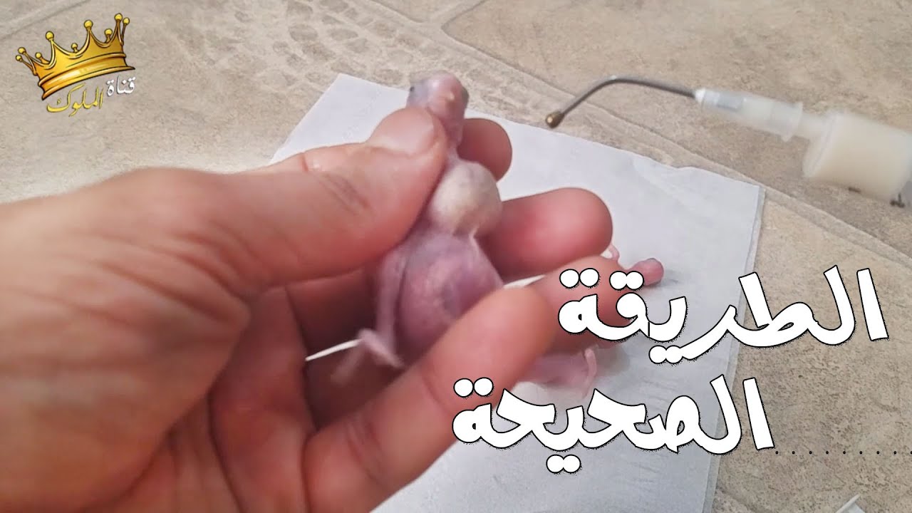 غر فروخ بادجي من عمر يوم بطريقة صحيحة