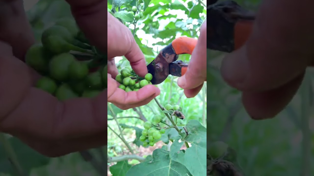 Pea eggplant picking and pruning for fast second harvesting
