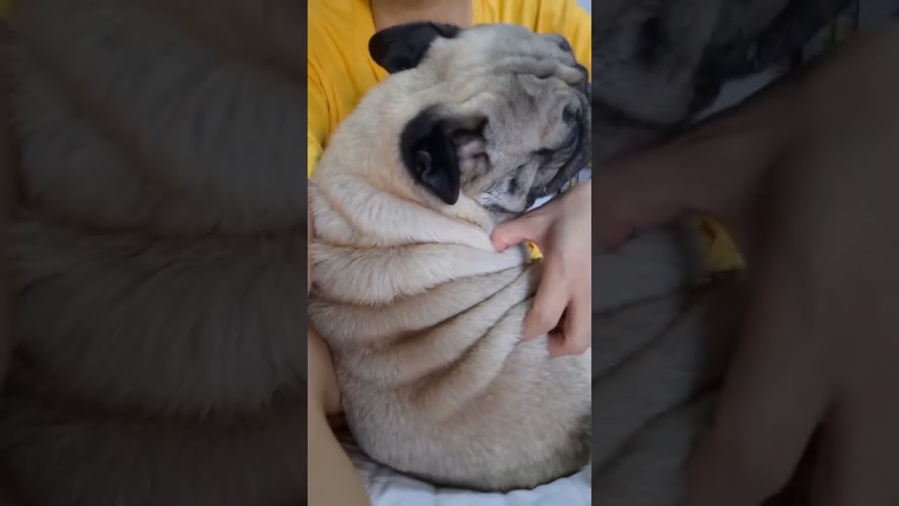 Funny videos of my Pugs, they are so cute. #doggielife #doglove #pets #dogowners #pets 