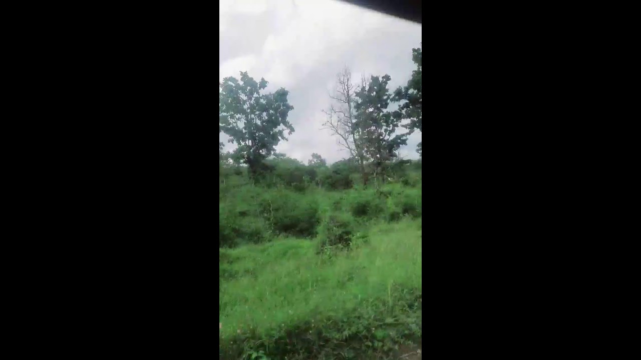 CSJCHANNEL Live Stream. Kodagu forest