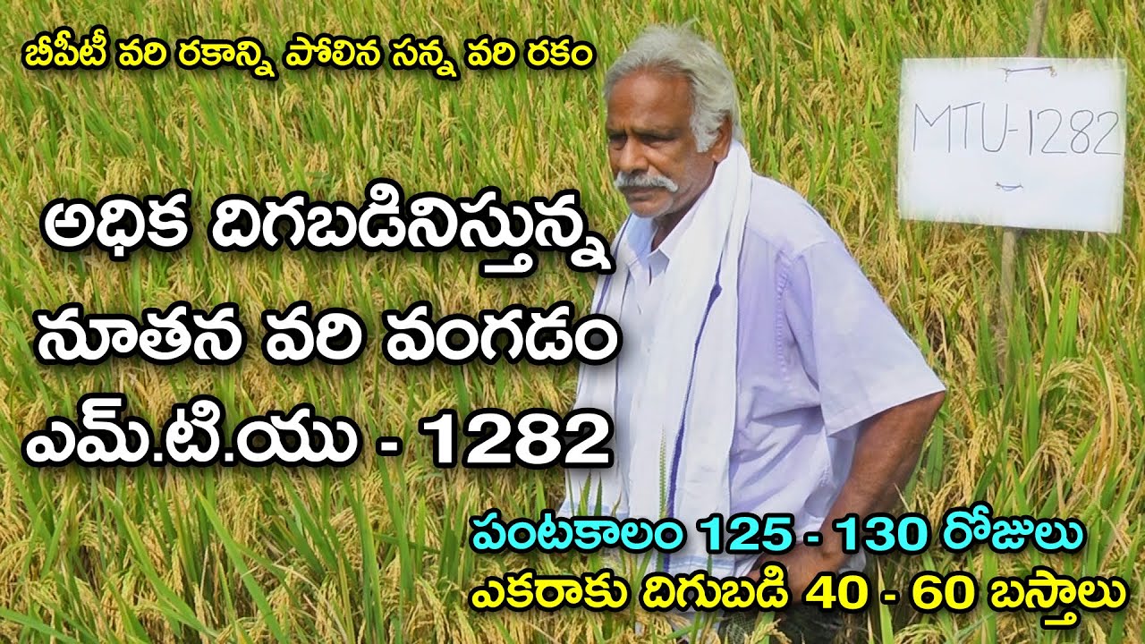 ఎమ్.టి.యు - 1282 వరి రకంతో అధిక దిగుబడి|| High Yields New Paddy Variety MTU - 1282 || Karshaka Mitra