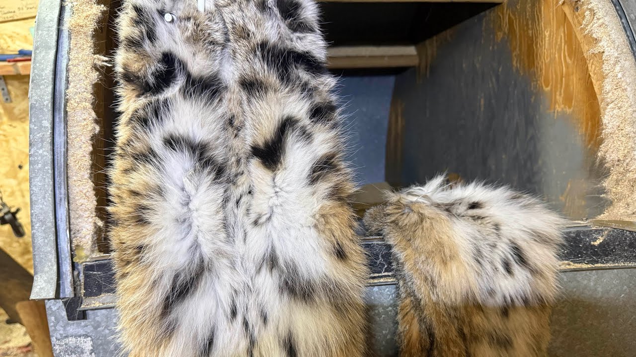 Boarding western bobcats #bobcat  #offgrid 