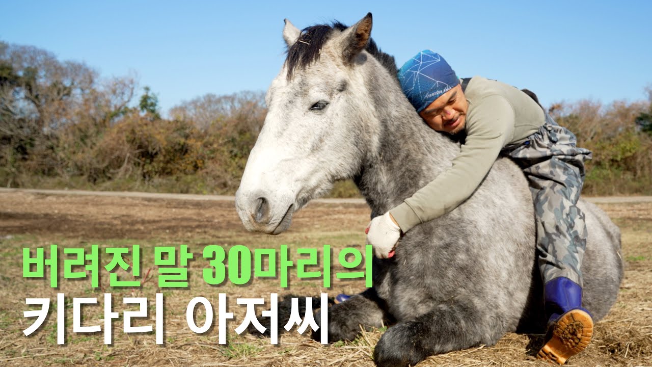 버려진 말 30마리와 키다리 아저씨