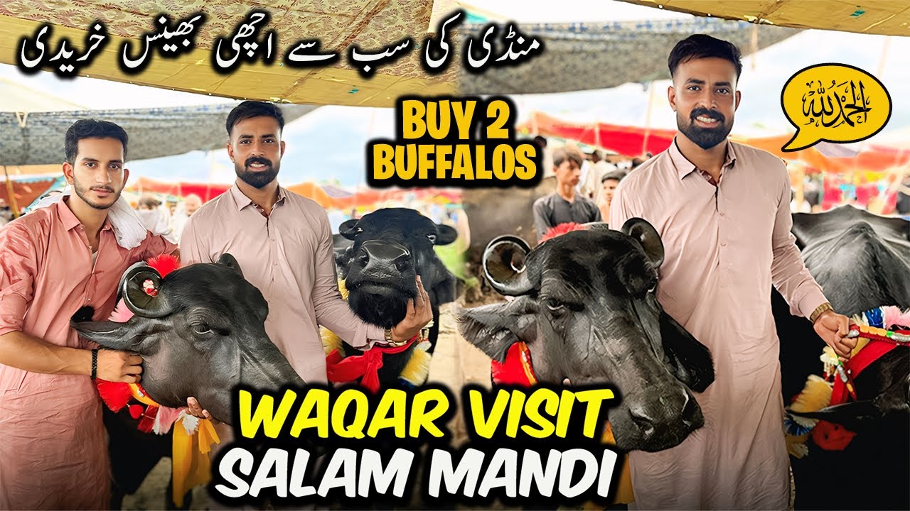 Waqar Bhinder Visit Salam buffalo Mandi 🐃 | الحمدللہ منڈی کی سب سے اچھی بھینس خریدی