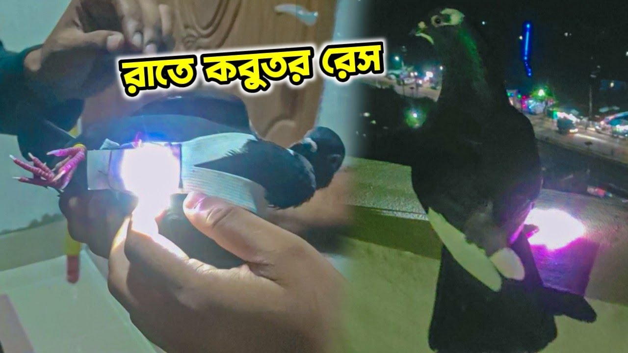 কবুতরের গায়ে লাইট লাগিয়ে রাতে কবুতর পাল্লা দিলাম