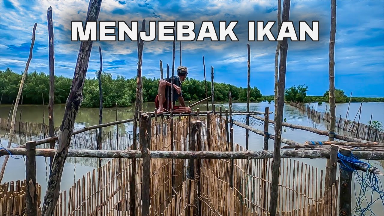 Proses menjebak ikan cara tradisional Part 2 | Perangkap ikan