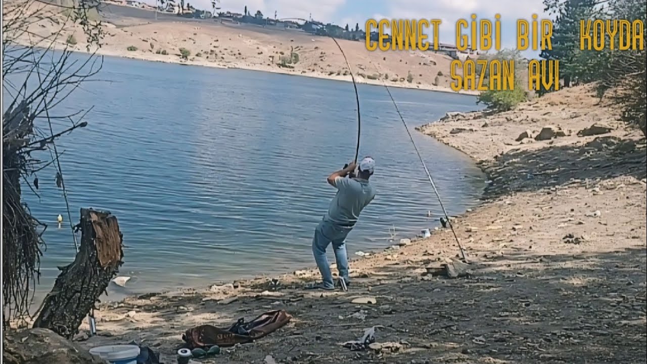 CENNET GİBİ BİR KOYDA SAZAN AVI (Muhteşem bilgilendirme içerir). #sazan #sazanavi  #carpfishing