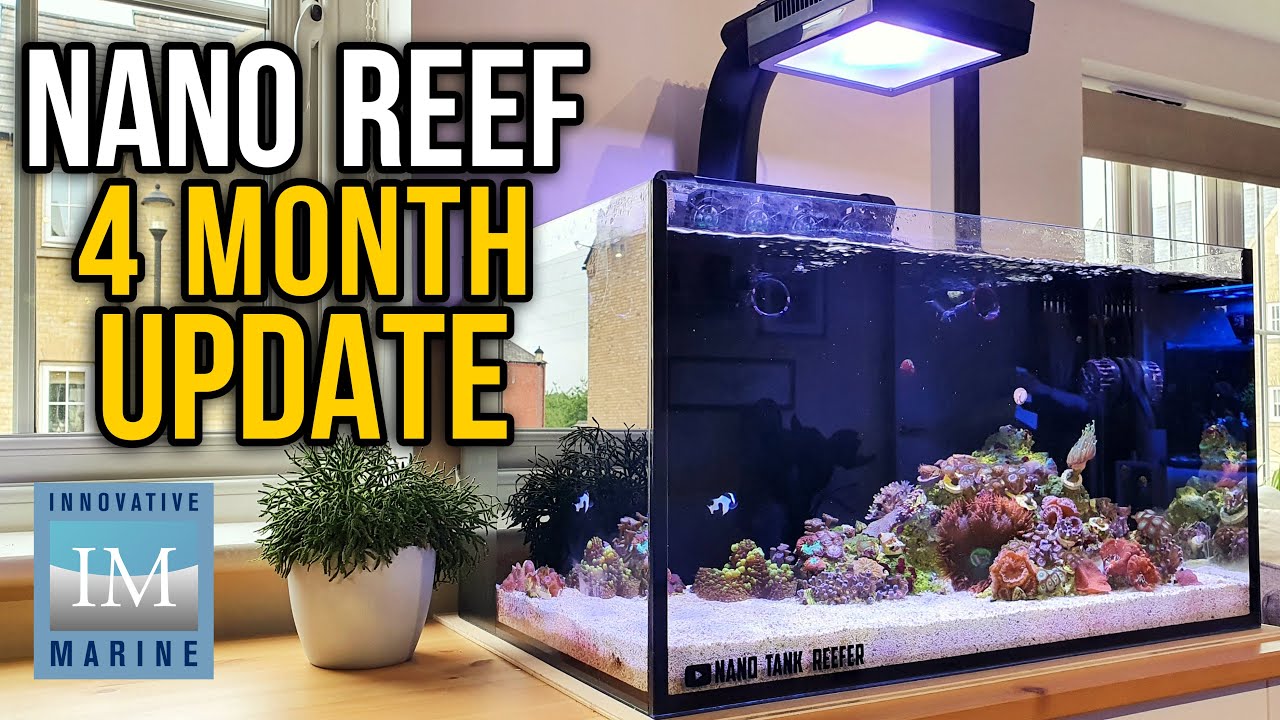 Nano Reef Tank 4 Month Update  - Innovative Marine Nuvo 20 Saltwater Aquarium - 20 Gallon Reef Tank
