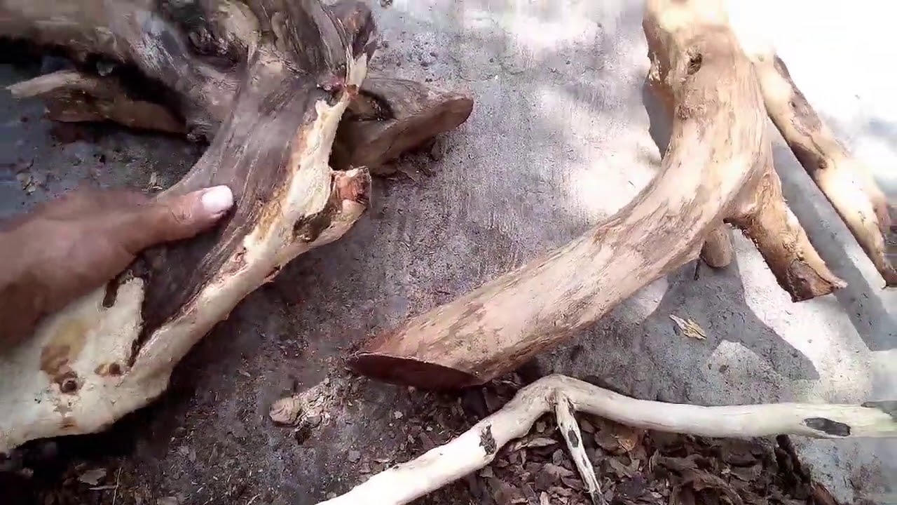 Buscando troncos y raíces para mi acuario