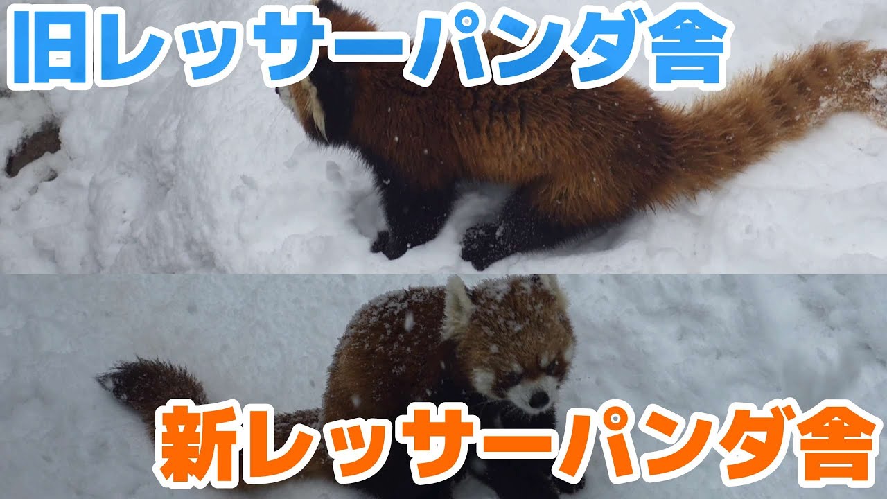 【新レッサーパンダ舎屋外が途中　展示中止になるほど雪が積もった西山動物園、逆に展示中止にはならない旧レッサーパンダ舎屋外】～Nishiyama Zoo red pandas～