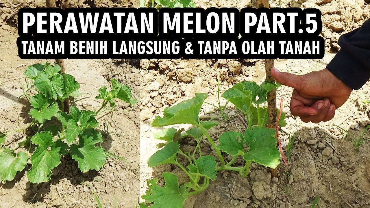 PERAWATAN LANJUTAN  MELON TANPA OLAH TANAH & TANAM BENIH LANGSUNG PART 5