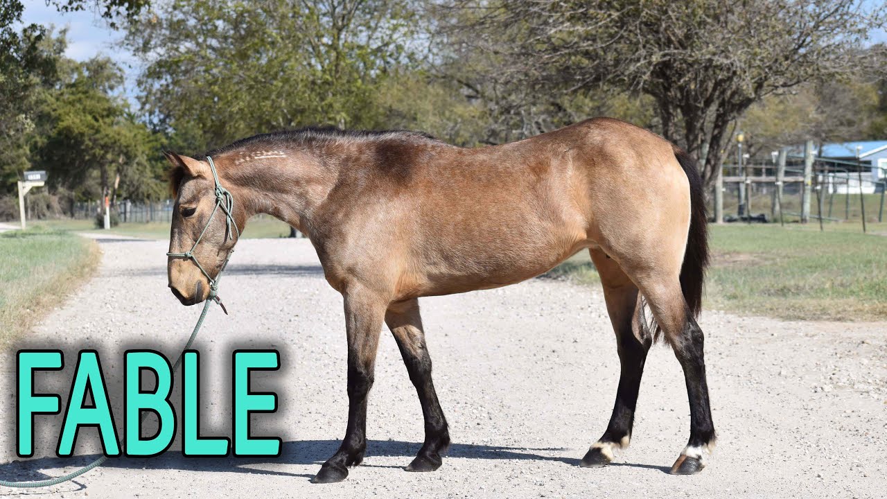 Fable Promo Videos | AVAILABLE at Mustang Magic
