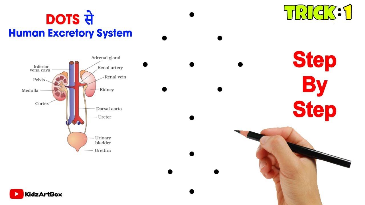 13 Dots से Human Urinary System Diagram drawing || Human Excretory System Diagram class 10