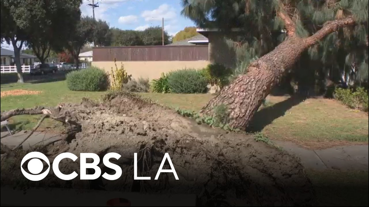 Strong winds topple trees onto Fullerton homes and cars during Southern California's latest storm