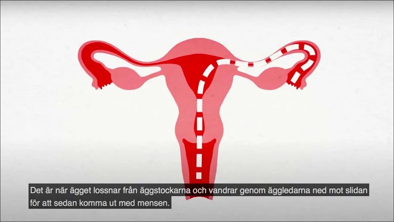 Ciclu menstrual | RFSU informerar om mens på rumänska