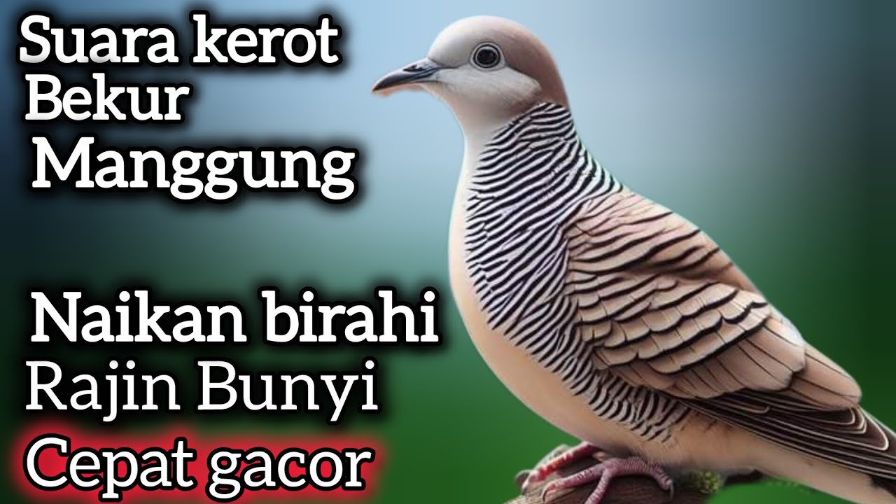 SUARA KEROT BEKUR MANGGUNG‼️ PANCINGAN AMPUH SEMUA JENIS PERKUTUT. 