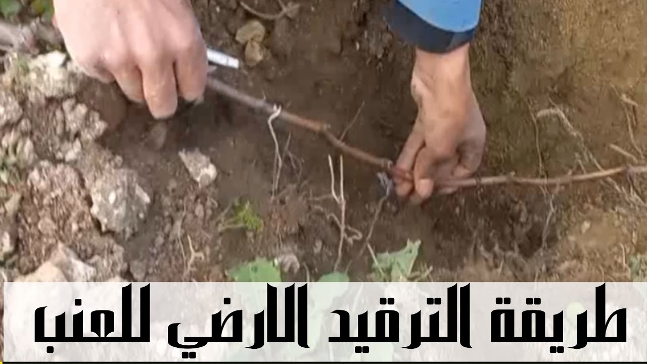 الترقيد الارضي للعنب /اكثار اشجار العنب عن طريق الترقيد اللاهوائي/planting grapes .