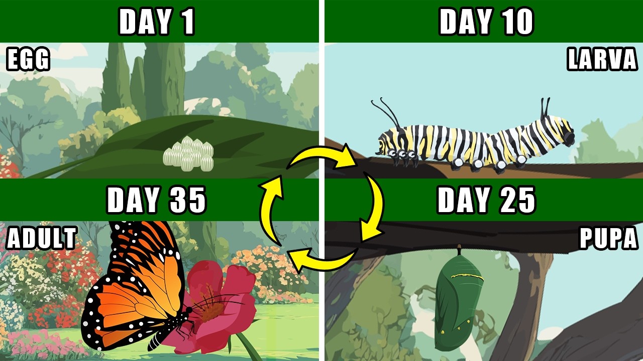 Monarch Buterfly Life Cycle Metamorphosis