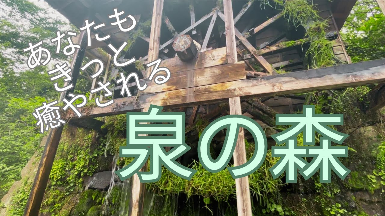 あなたもきっと癒やされる！泉の森を紹介します🌳