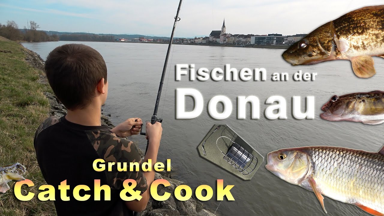 Fischen an der Donau + Grundel zubereiten und essen | Angeln an der Donau im Frühjahr 2023