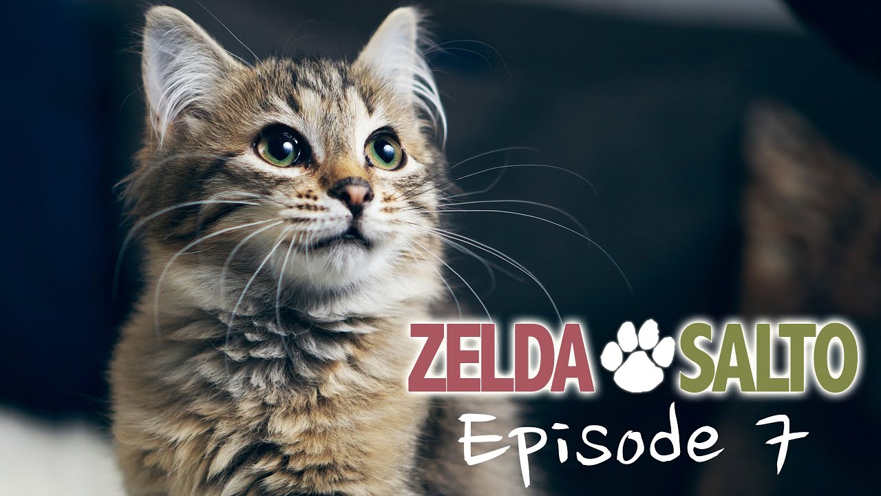 Сибирская кошка Salto - Zelda&Salto