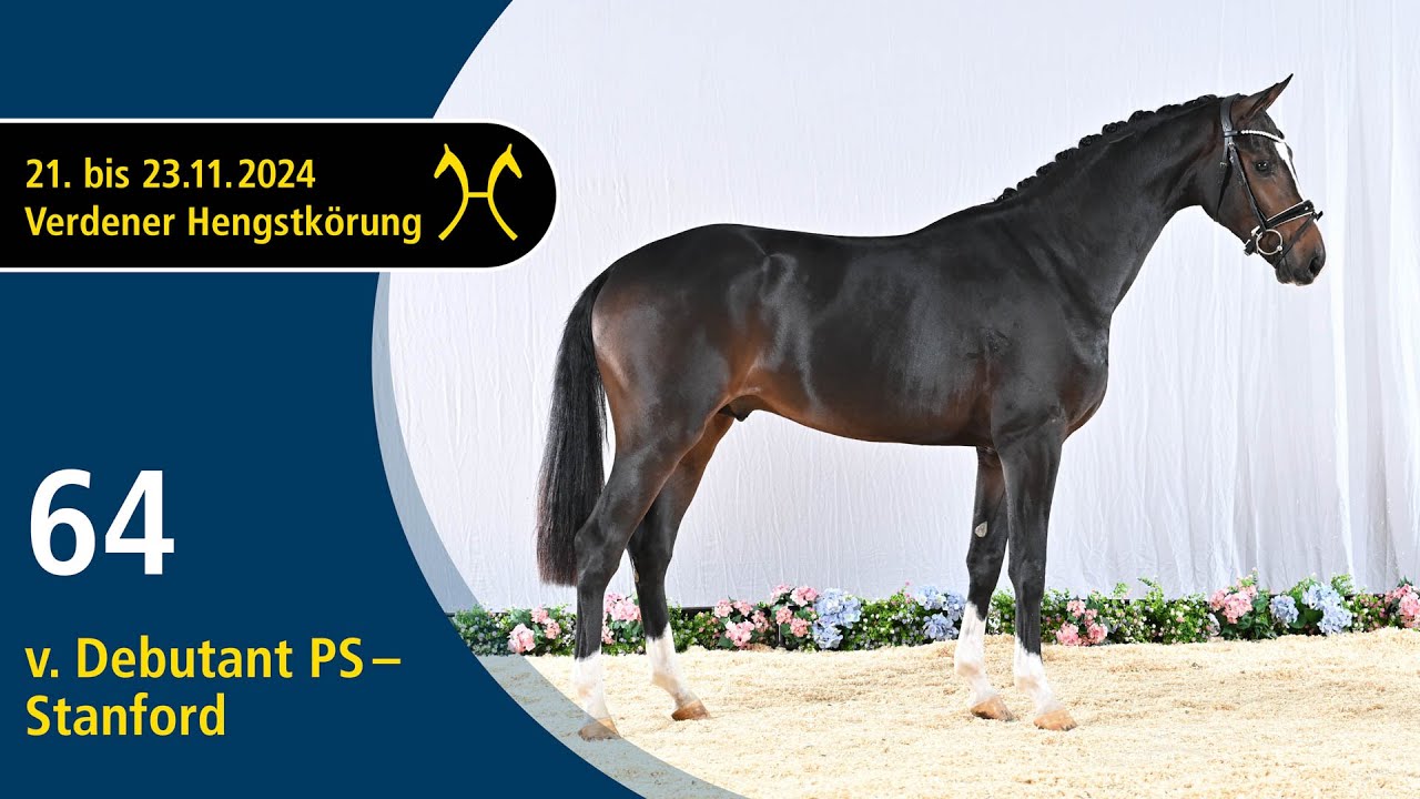 No. 64 Stallion by Debutant PS - Stanford | Verden Stallion Licensing 2024 - Dressage - Nov. 22/23