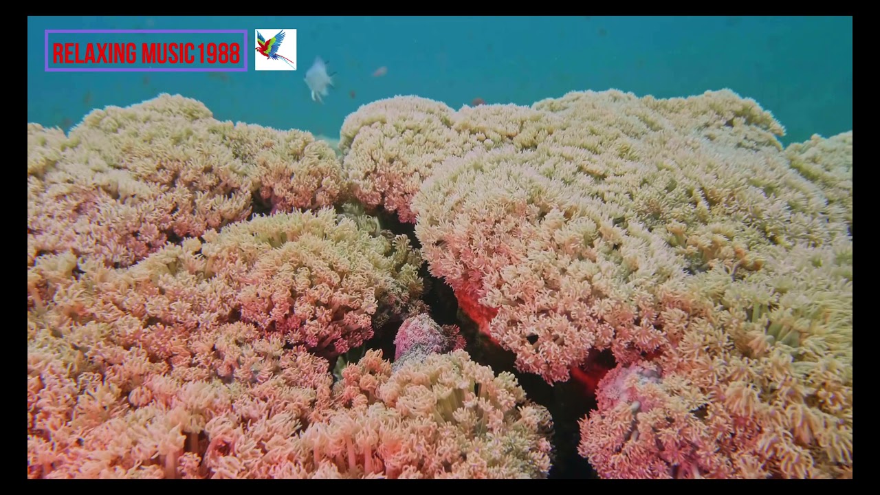Colorful Sea Life & Underwater Wonders of the Red Sea + Relaxing Music1988