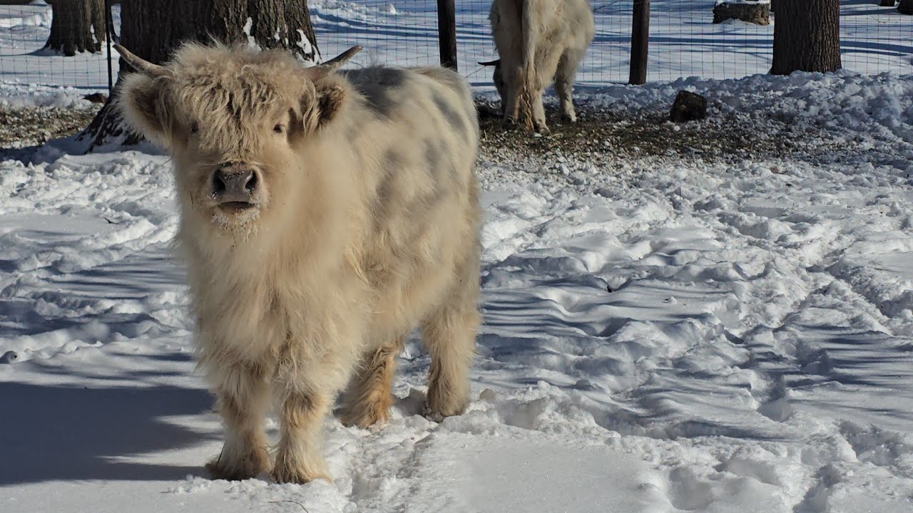 The Cows Didn’t Feel Rushed Today ❄️ Winter Farm Chores with Cows, Chickens, Bunnies & Cats