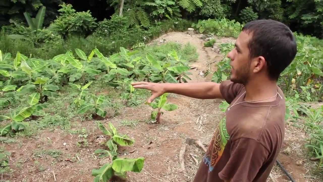 Finca El Guajonal - www.agroecologiapr.org
