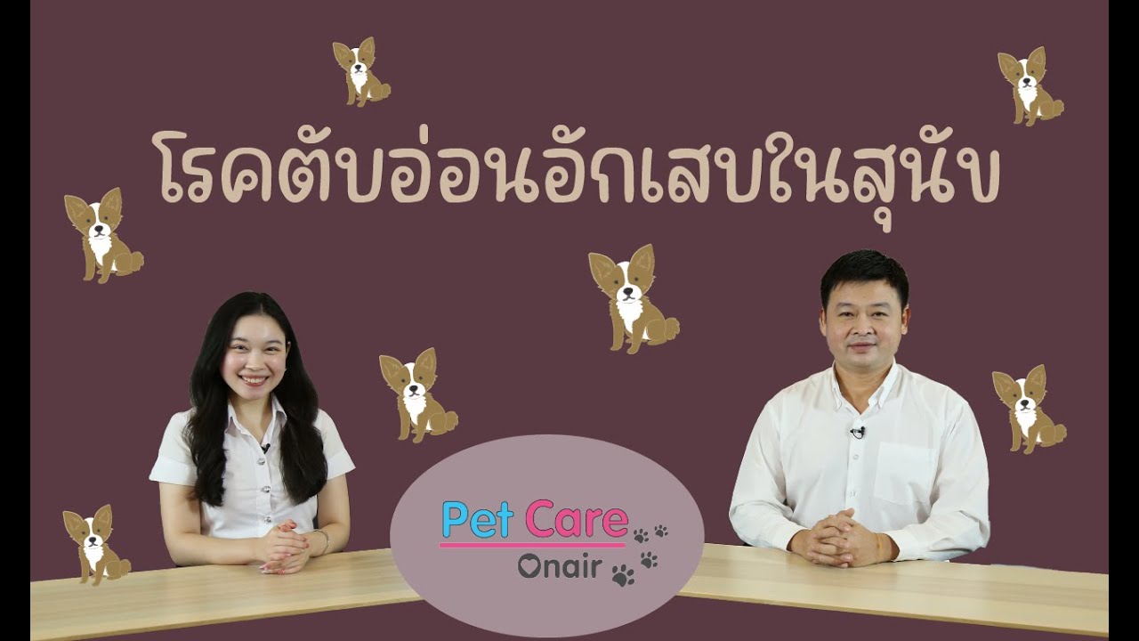 โรคตับอ่อนอักเสบในสุนัข | pet care onair