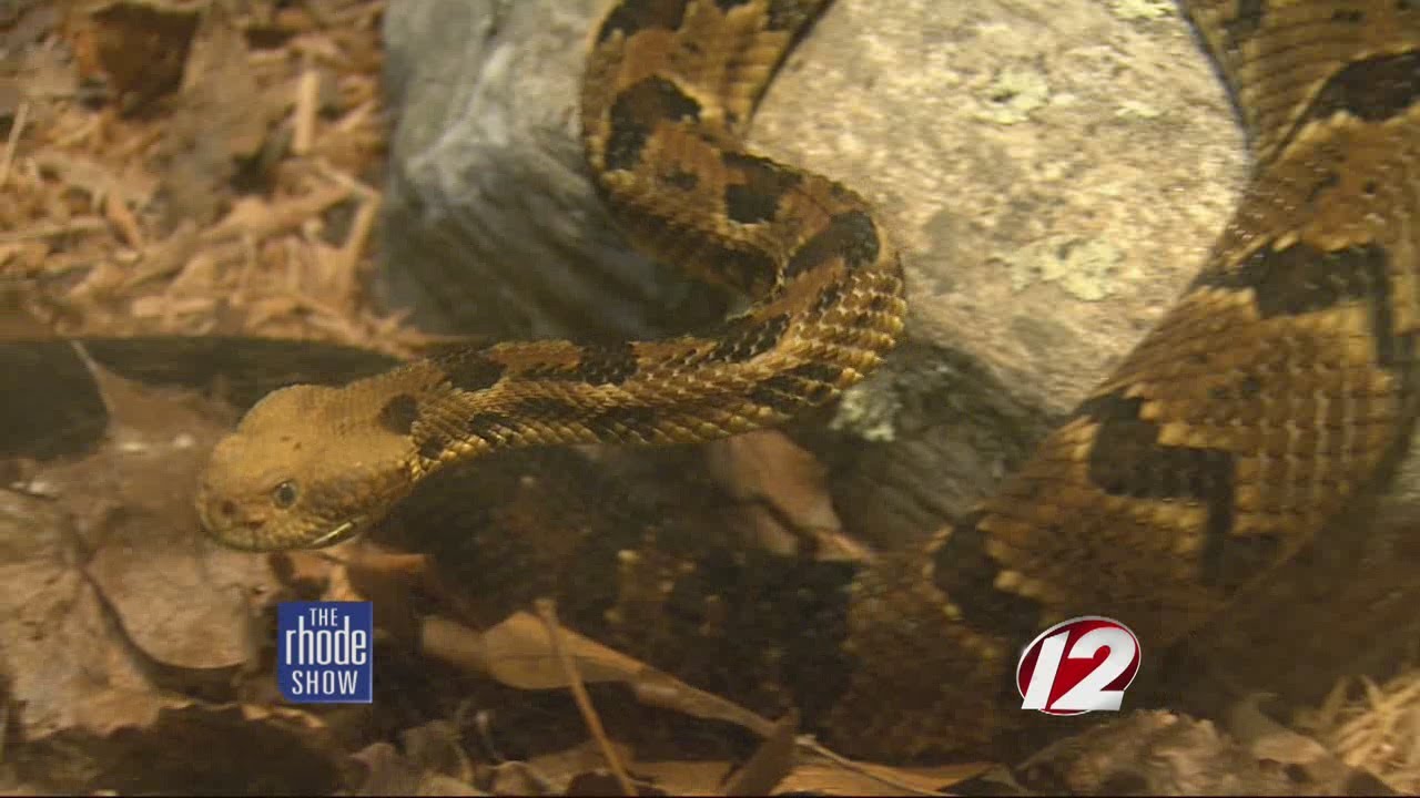 Timber Rattlesnake at Roger Williams Park Zoo