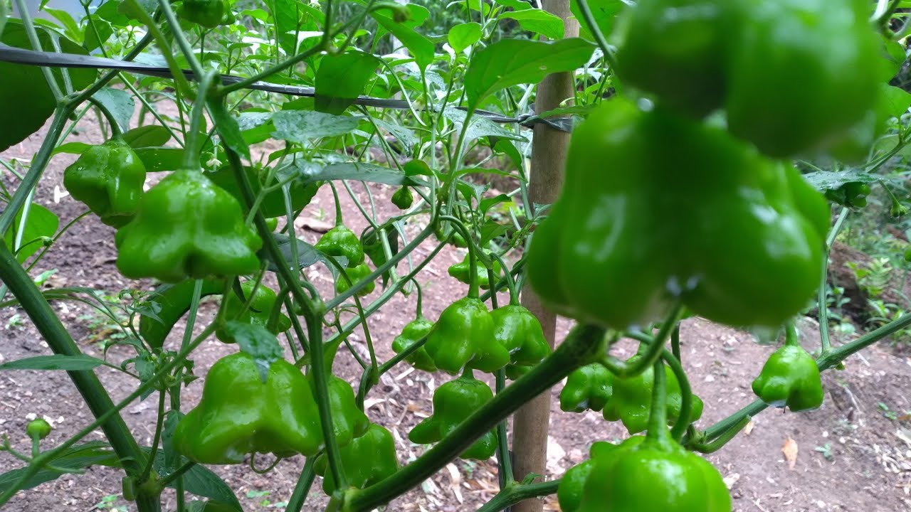 Pimenta cambuci/chapéu d bispo, todos os cuidados p/ter boa colheita, otima opção tbm p/vaso e horta