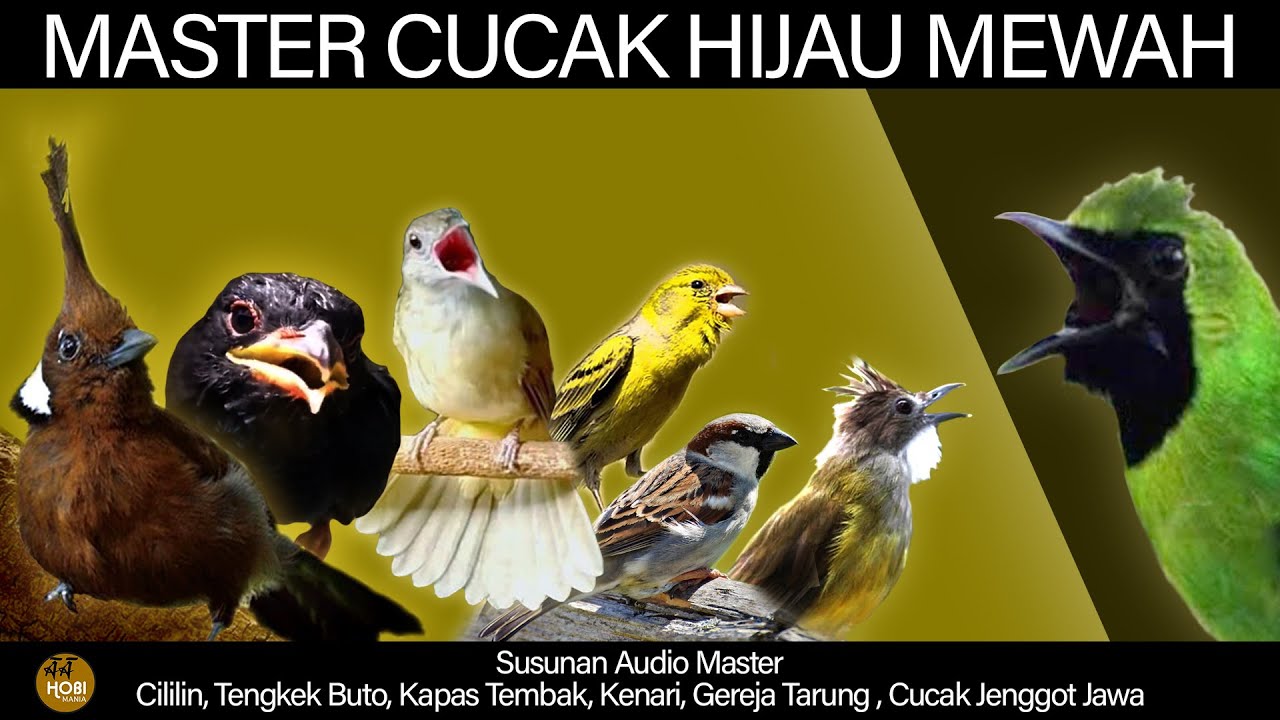 MASTER Cucak Hijau Mewah. Jika Materi isian ini bisa dimiliki.