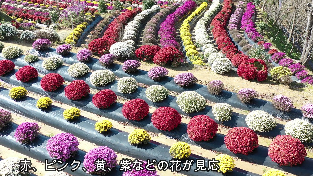 2021 11 3桜里の菊楽園のざる菊