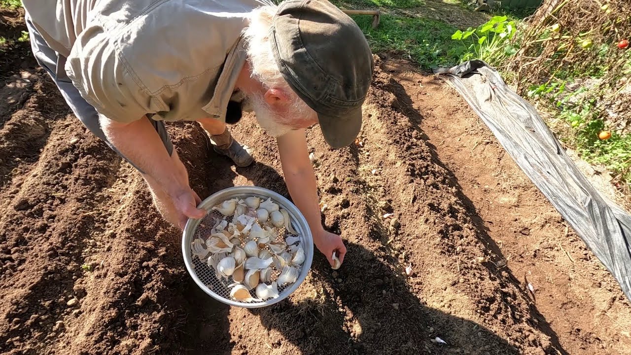 Autumn Planting - Garlic