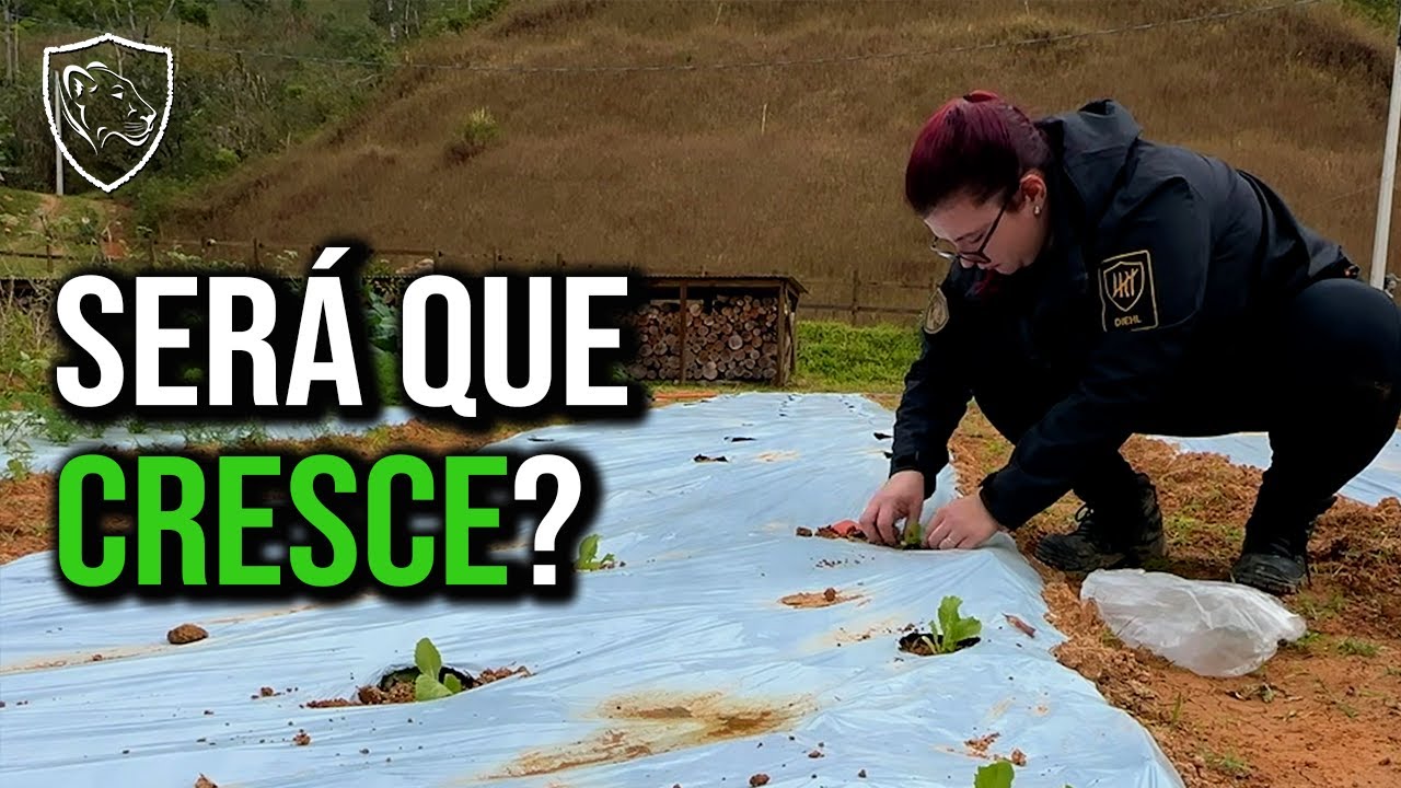 Plantando minha salada FAVORITA :)